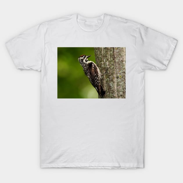 Yellow-bellied Sapsucker T-Shirt by Jim Cumming